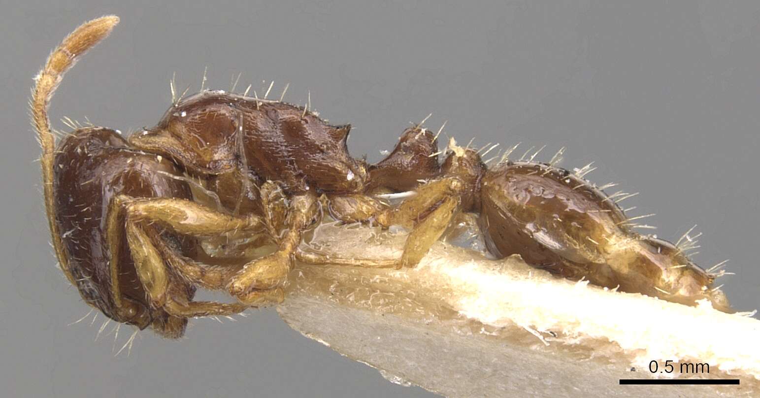 Image of Tetramorium armatum Santschi 1927