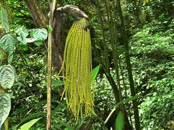 Caryota no Becc. resmi