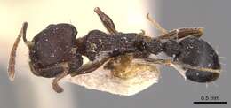 Image of Tetramorium schneideri Emery 1898