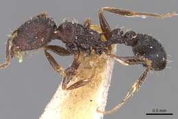 Image of Tetramorium schneideri Emery 1898