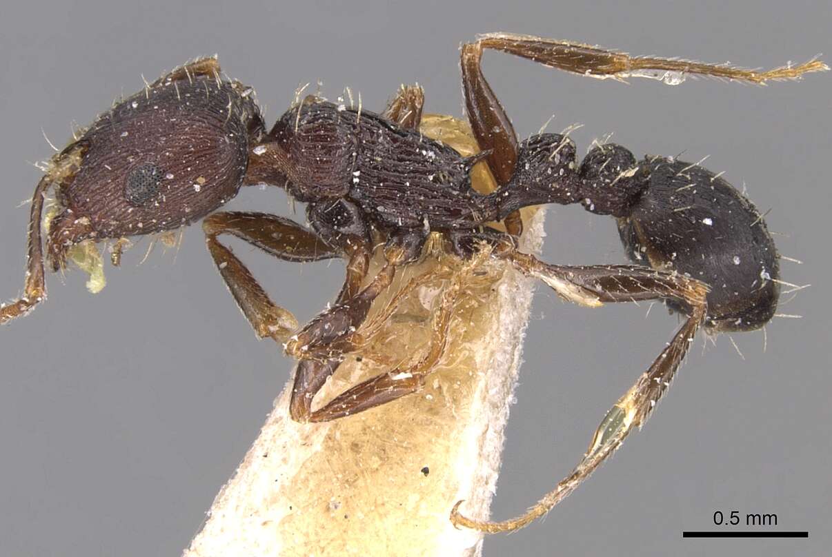 Image of Tetramorium schneideri Emery 1898