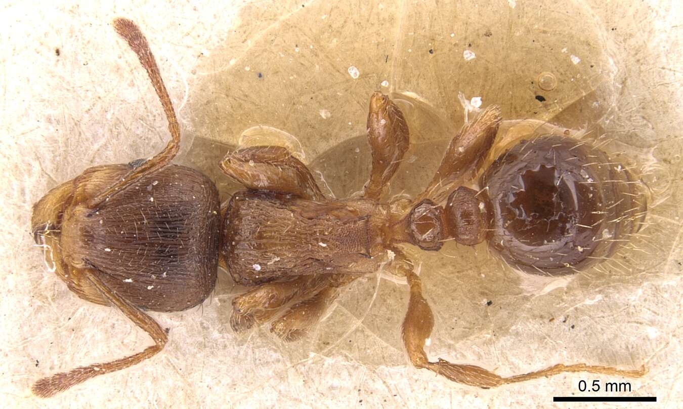 Image of Tetramorium meridionale Emery 1870