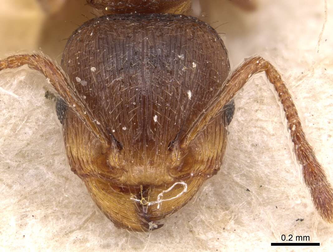 Image of Tetramorium meridionale Emery 1870