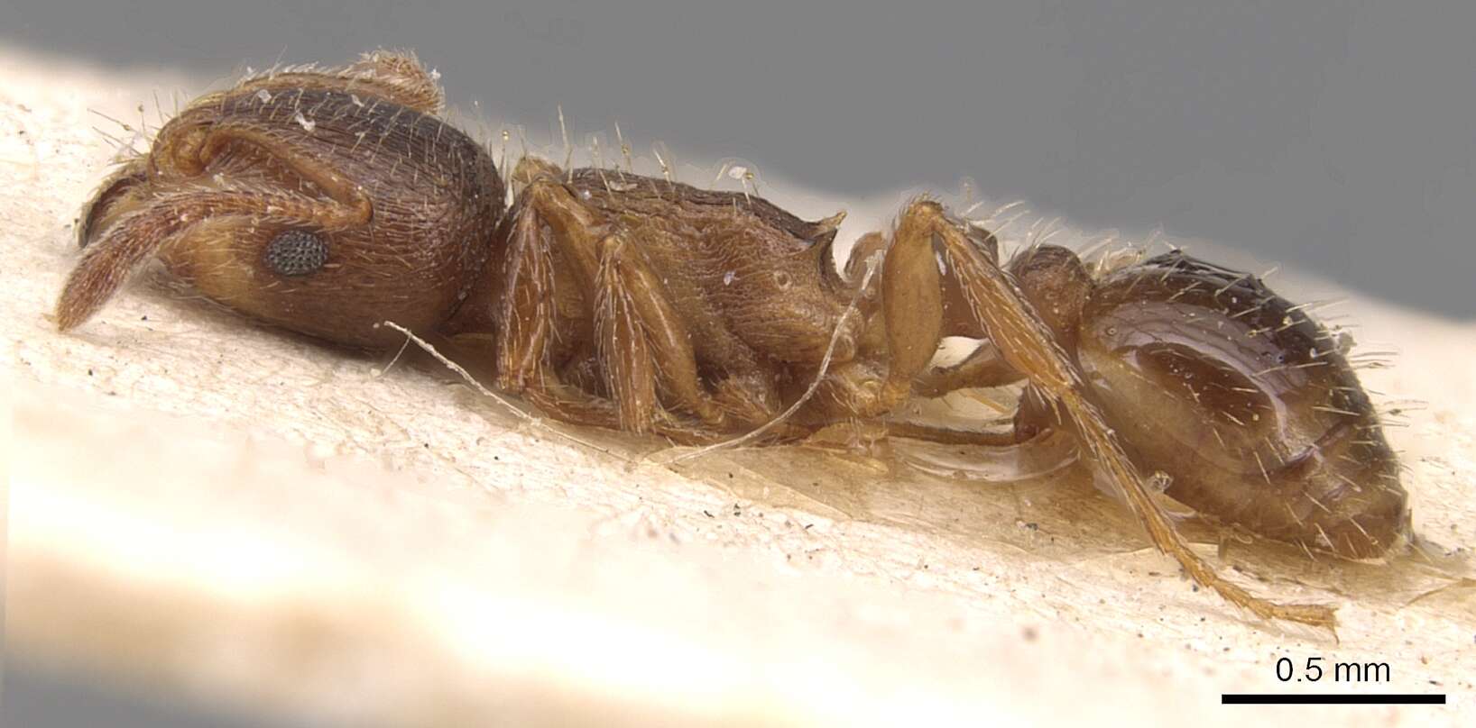 Image of Tetramorium meridionale Emery 1870