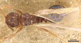 Image of Ant