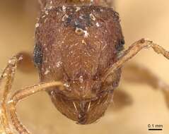 Image of Ant