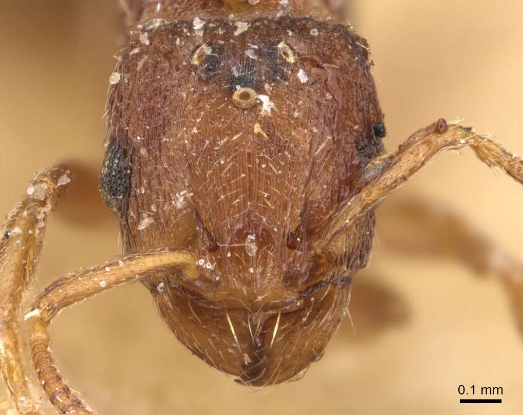 Image of Ant