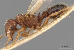 Image of Ant
