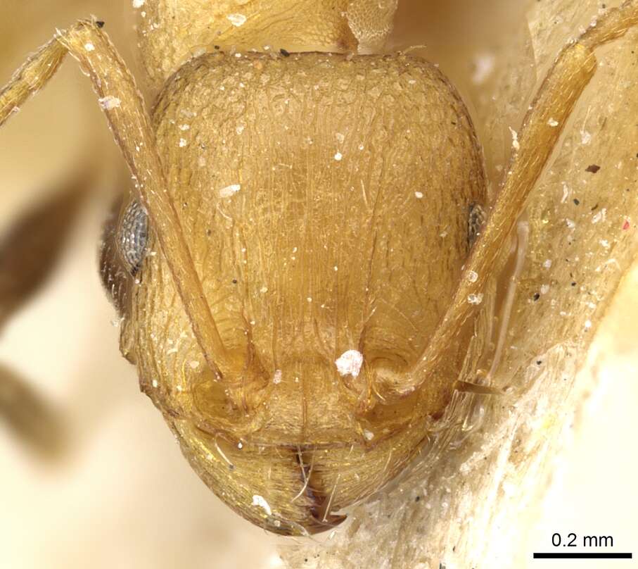 Image of Tetramorium