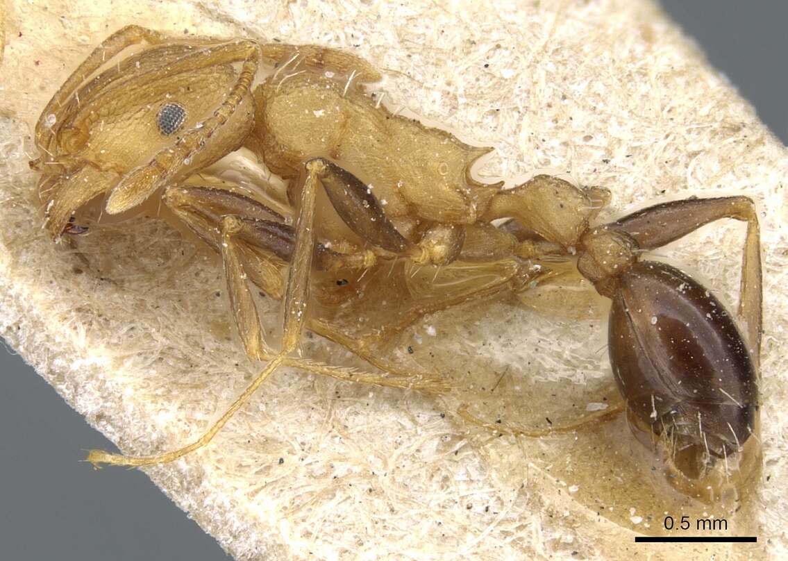 Image of Tetramorium