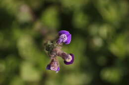 Image of Hygrophila serpyllum (Nees) T. Anderson