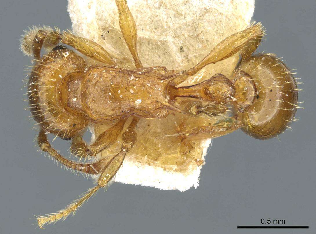 Image of Tetramorium mixtum Forel 1902