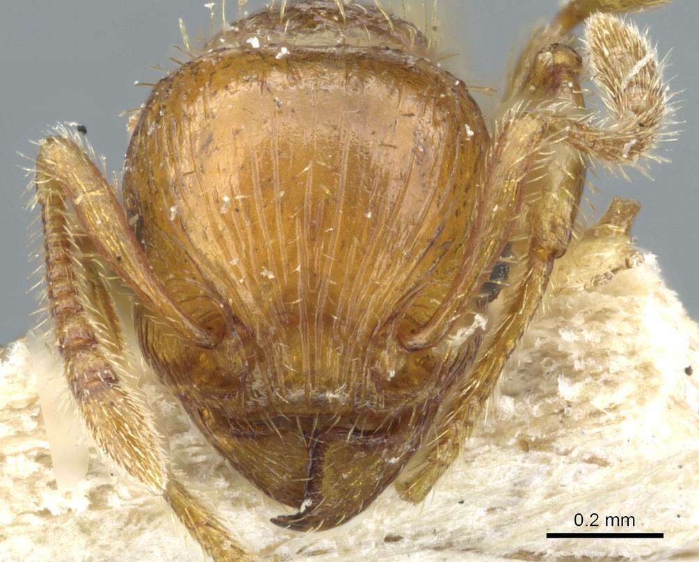 Image of Tetramorium mixtum Forel 1902