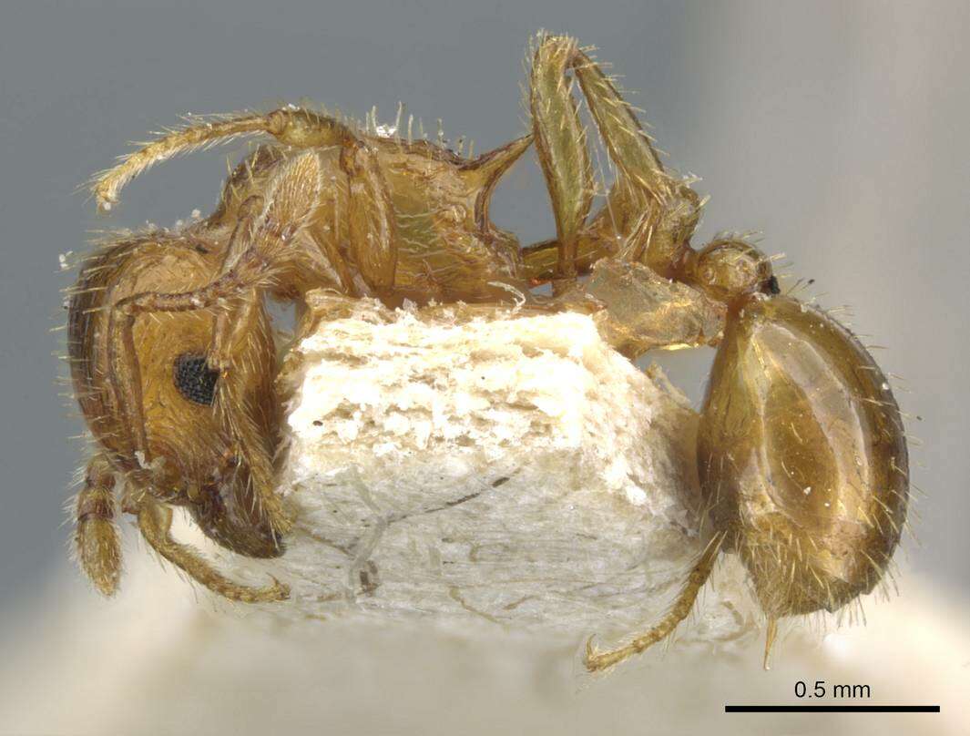 Image of Tetramorium mixtum Forel 1902