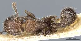 Image of Tetramorium pacificum Mayr 1870