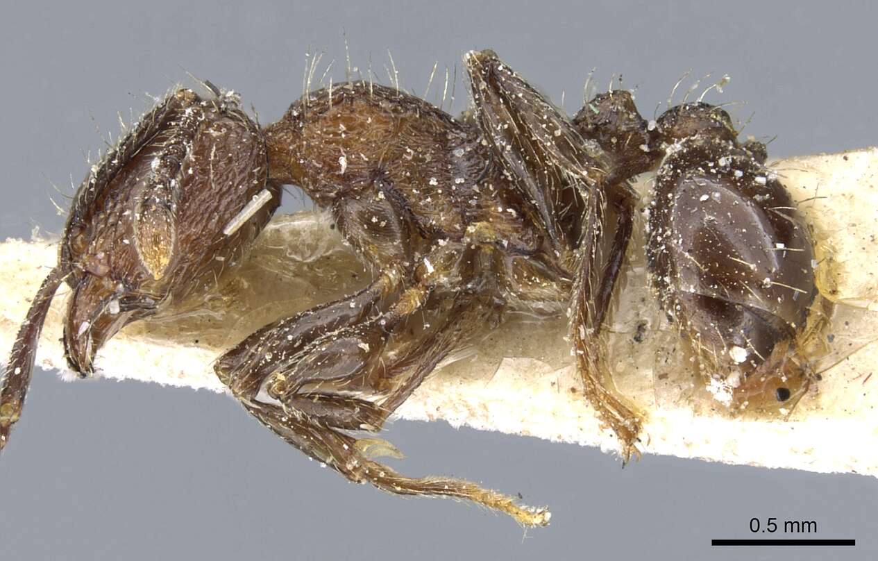 Image of Tetramorium pacificum Mayr 1870