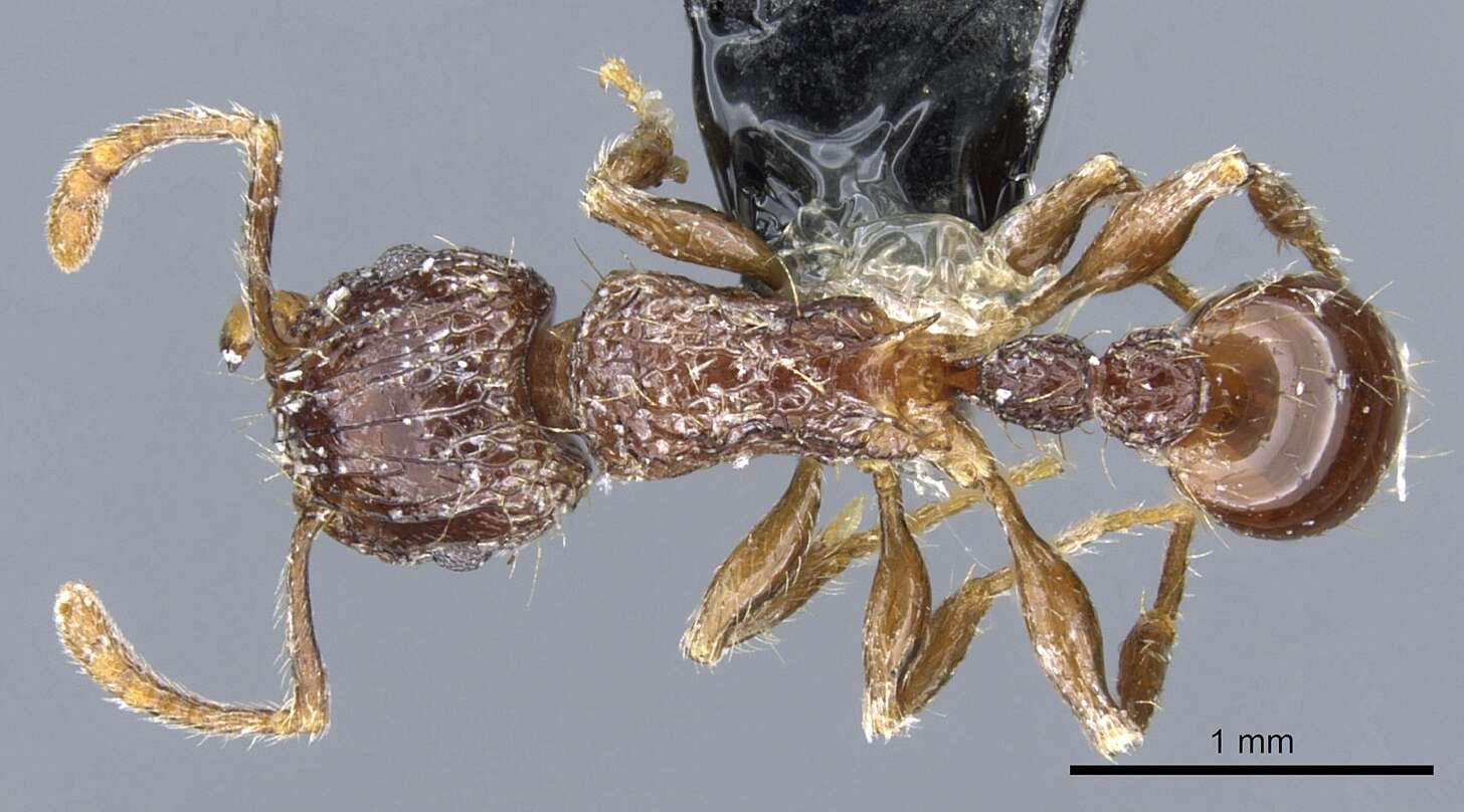 Image of Tetramorium validiusculum Emery 1897