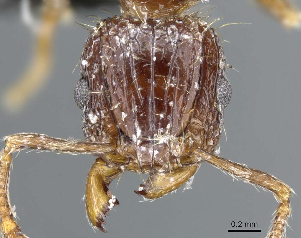 Image of Tetramorium validiusculum Emery 1897