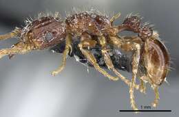 Image of Tetramorium validiusculum Emery 1897