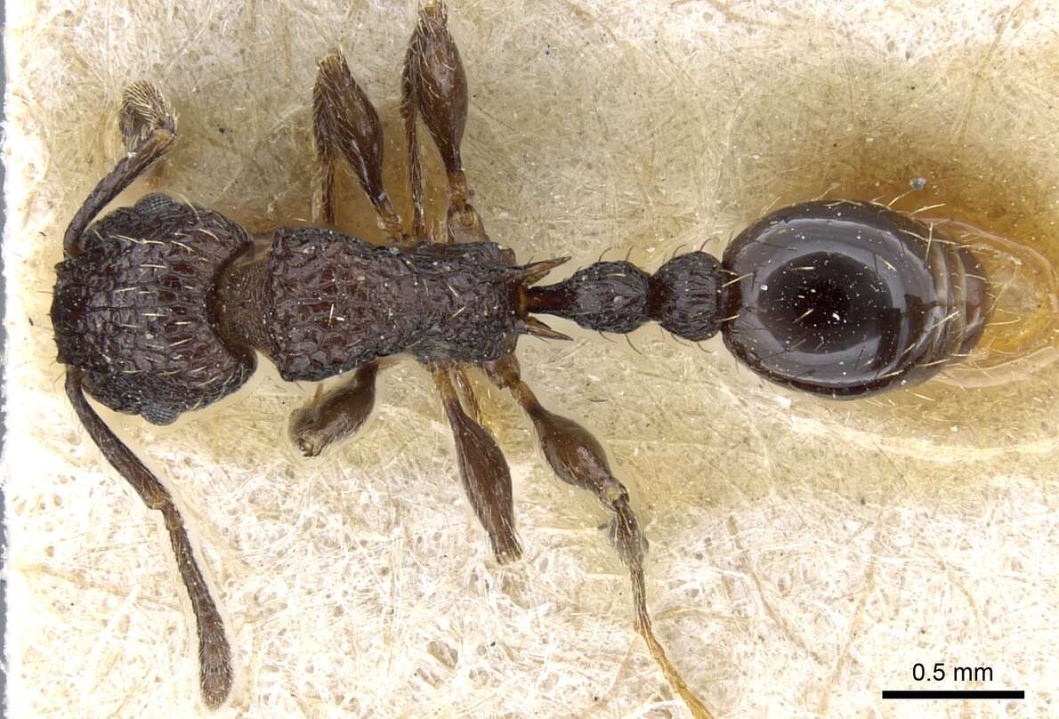 Image of Tetramorium pacificum Mayr 1870