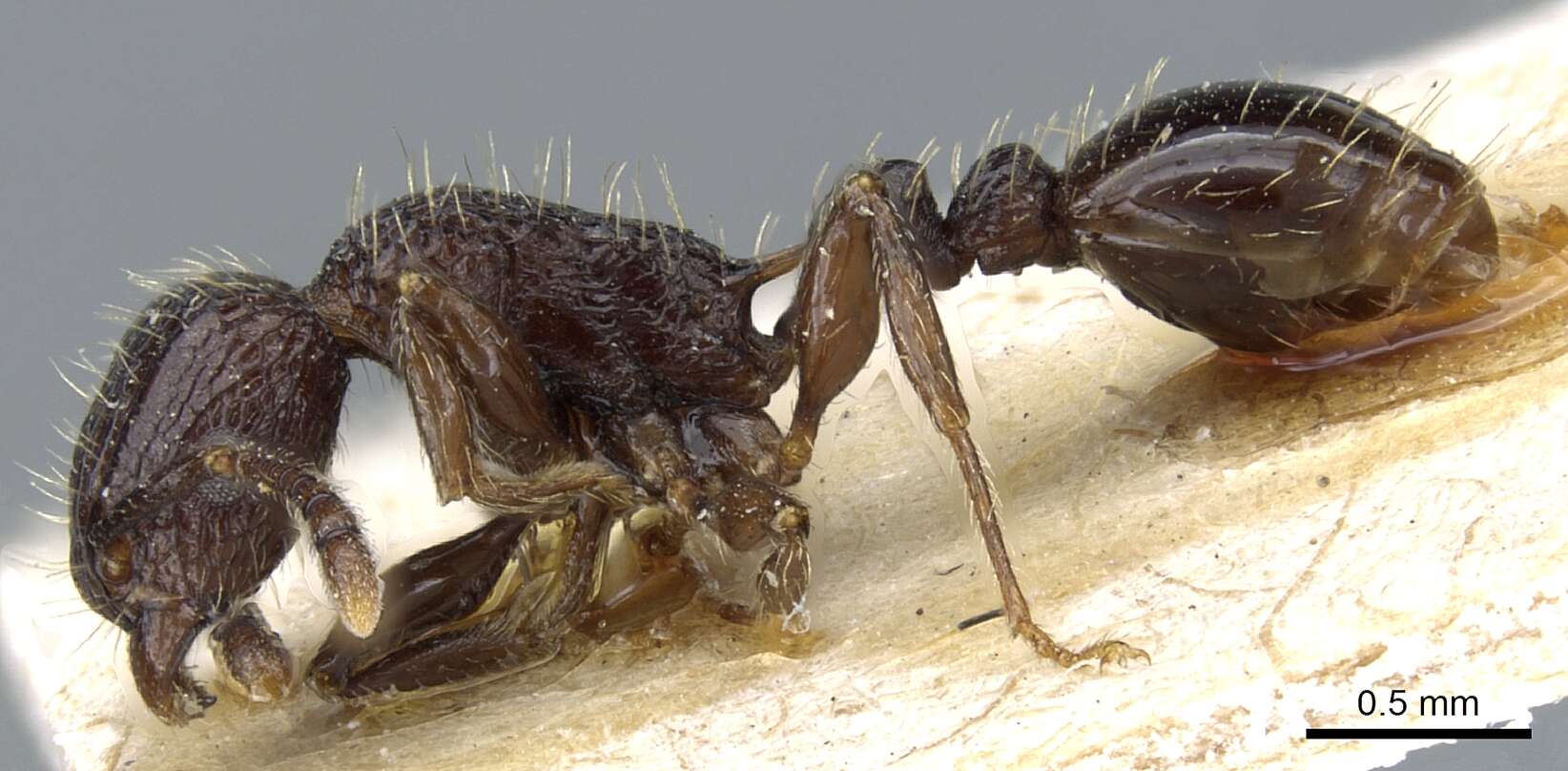 Image of Tetramorium pacificum Mayr 1870