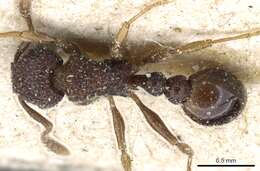 Image of Tetramorium scabrosum (Smith 1859)