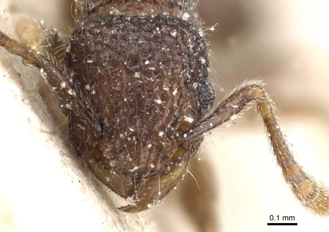 Image of Tetramorium scabrosum (Smith 1859)