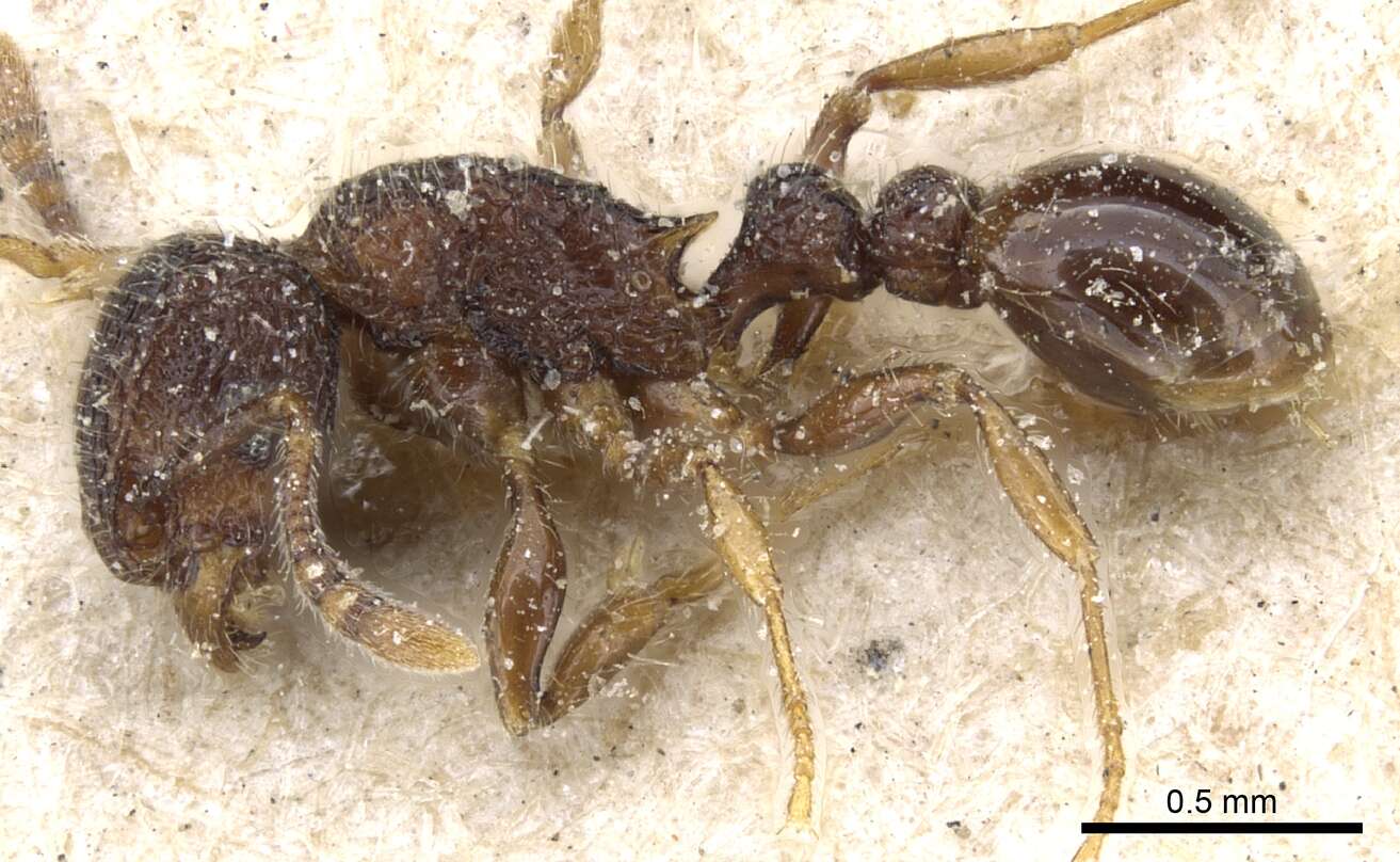 Image of Tetramorium scabrosum (Smith 1859)