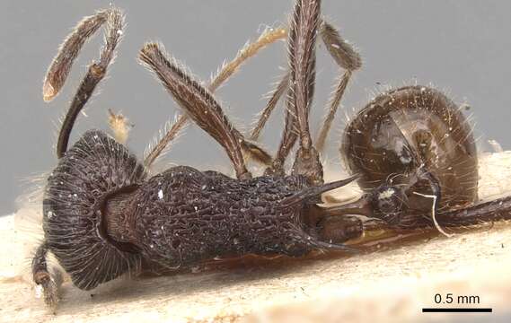 Image of Tetramorium aculeatum (Mayr 1866)