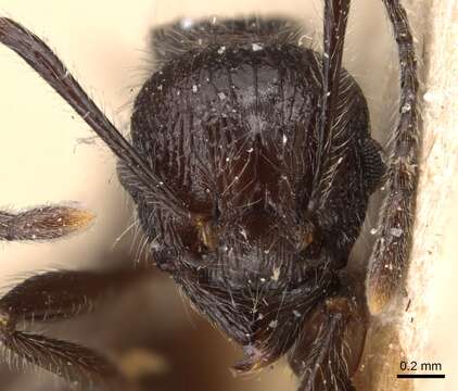 Image of Tetramorium aculeatum (Mayr 1866)