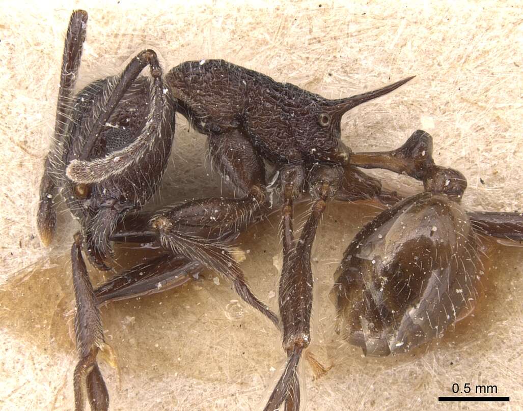 Image of Tetramorium aculeatum (Mayr 1866)