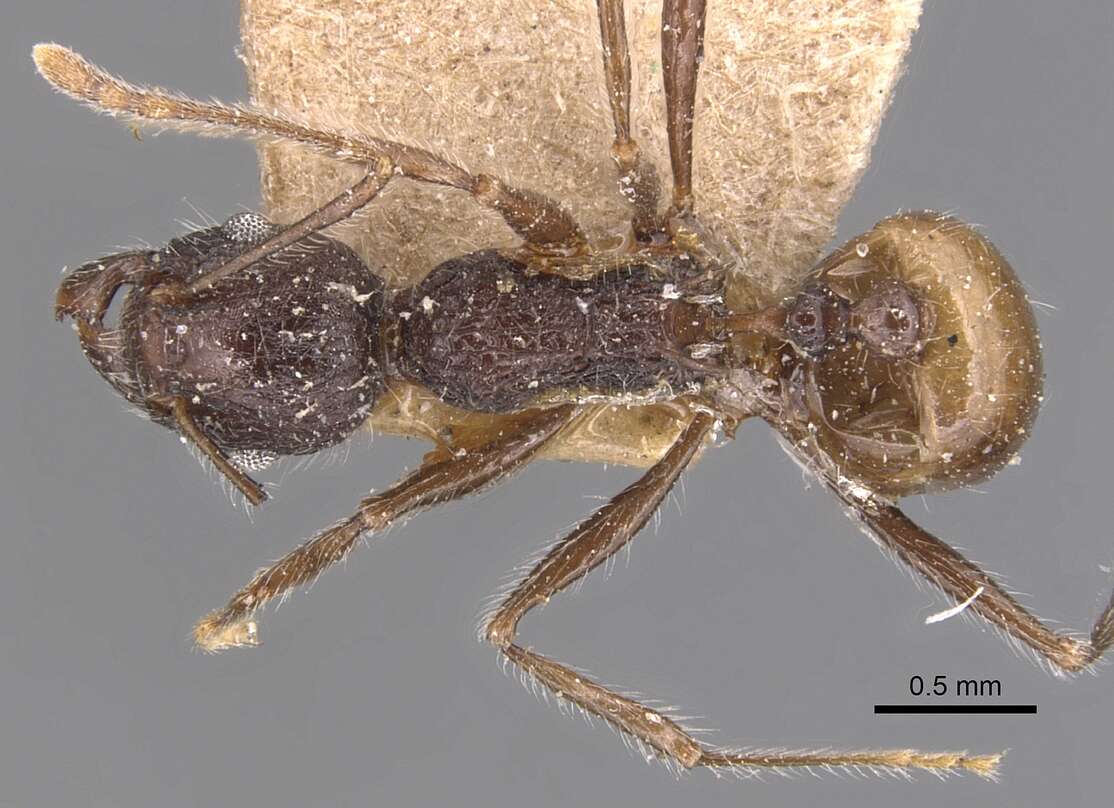 Image of Tetramorium aculeatum (Mayr 1866)