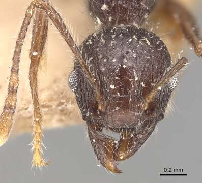 Image of Tetramorium aculeatum (Mayr 1866)