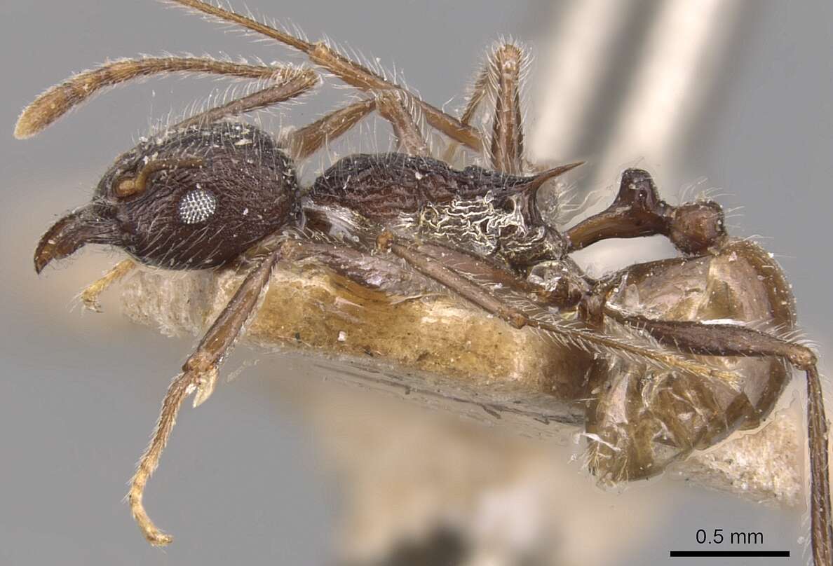 Image of Tetramorium aculeatum (Mayr 1866)