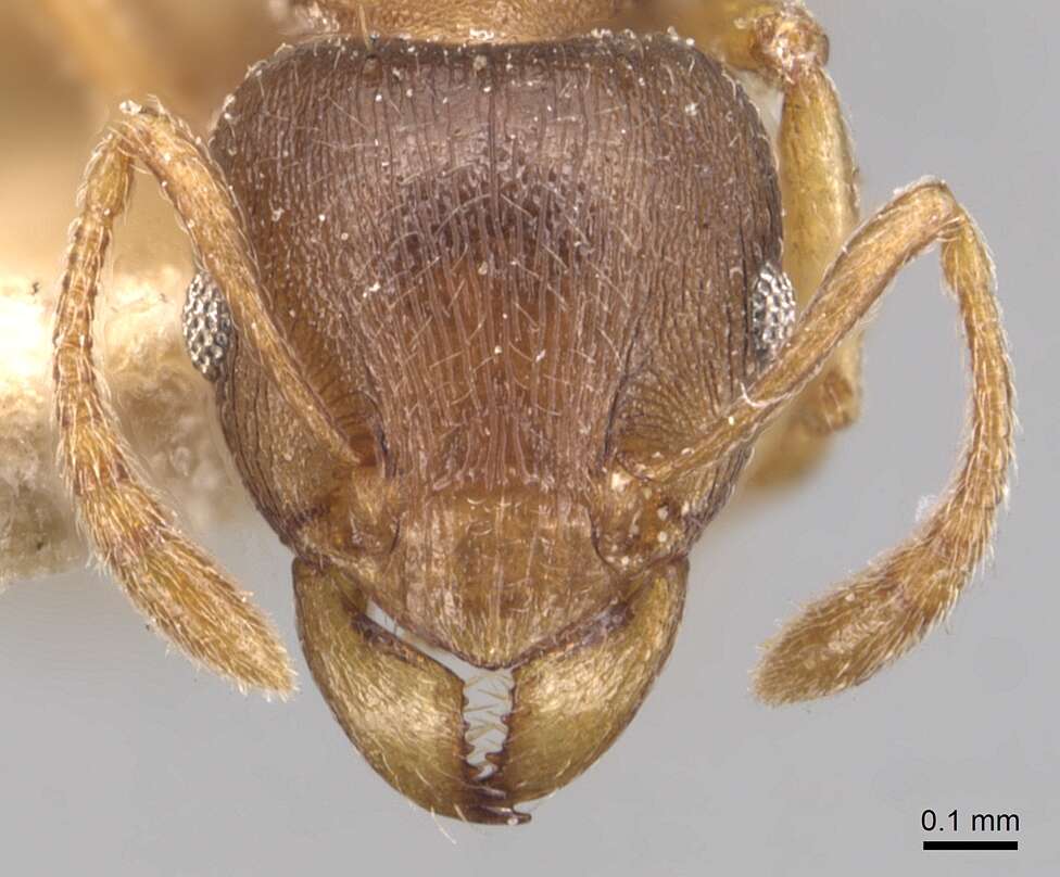 Image of Tetramorium wroughtonii