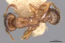 Image of Strongylognathus koreanus Pisarski 1966