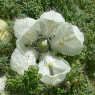 صورة Caiophora coronata (Gill. ex Arnott) Hooker & Arnott