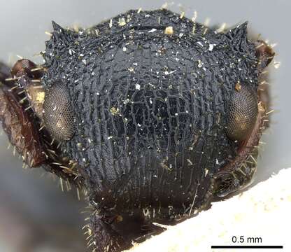 Image of Cataulacus guineensis Smith 1853