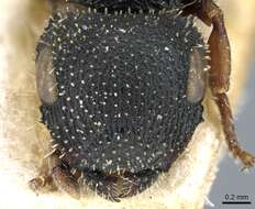 Image of Sculpted Tree ants