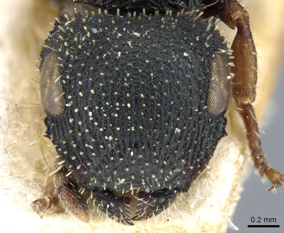 Image of Sculpted Tree ants