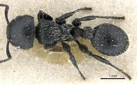 Image of <i>Procryptocerus paleatus</i> Emery 1896