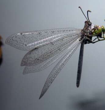 Image of Creoleon aegyptiacus (Rambur 1842)