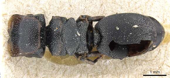 Cephalotes bohlsi (Emery 1896) resmi