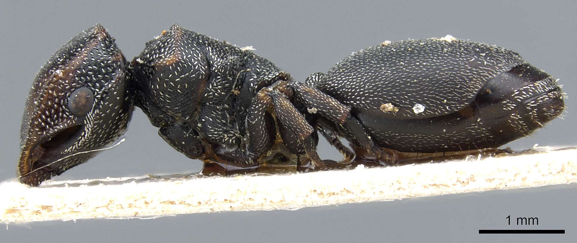 Cephalotes bohlsi (Emery 1896) resmi