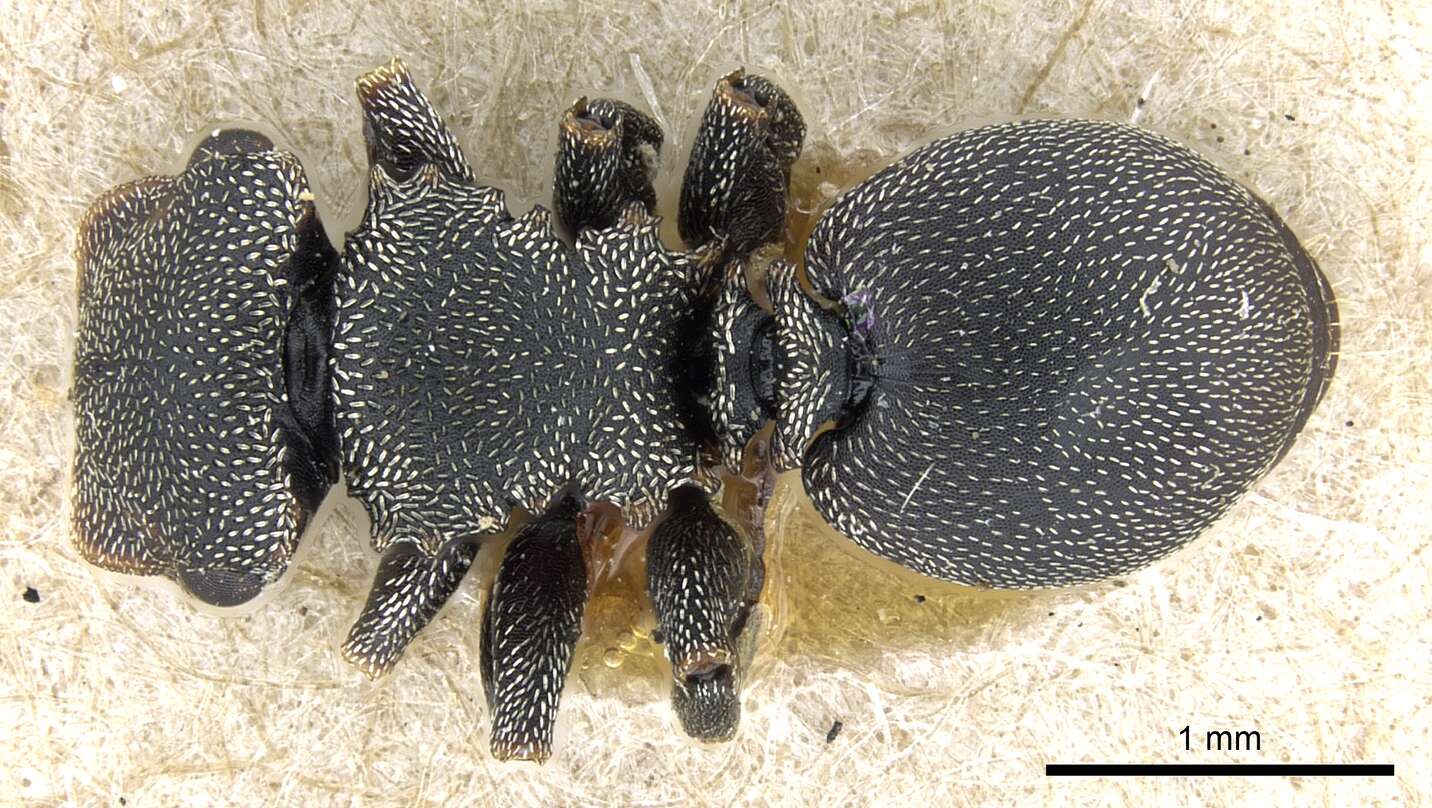 Cephalotes bohlsi (Emery 1896) resmi