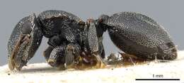 Cephalotes bohlsi (Emery 1896) resmi