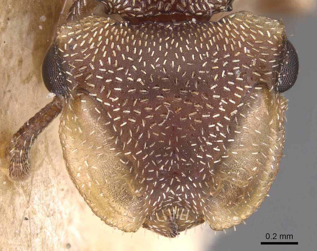 Image of Cephalotes adolphi (Emery 1906)