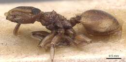 Cephalotes adolphi (Emery 1906) resmi