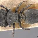 Imagem de Cephalotes cristatus (Emery 1890)