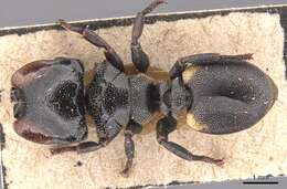 Cephalotes biguttatus (Emery 1890) resmi